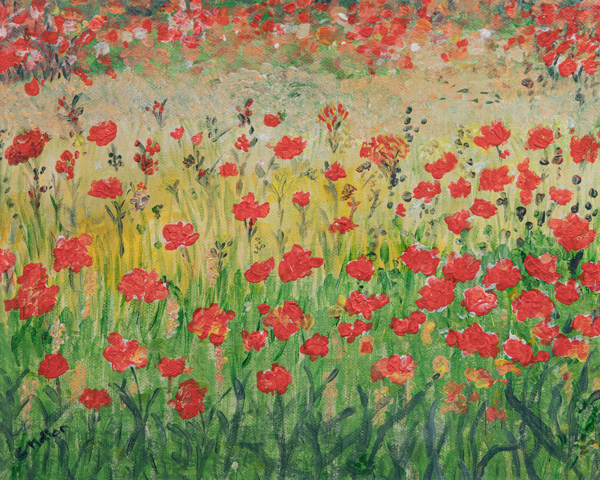Poppies in Bloom